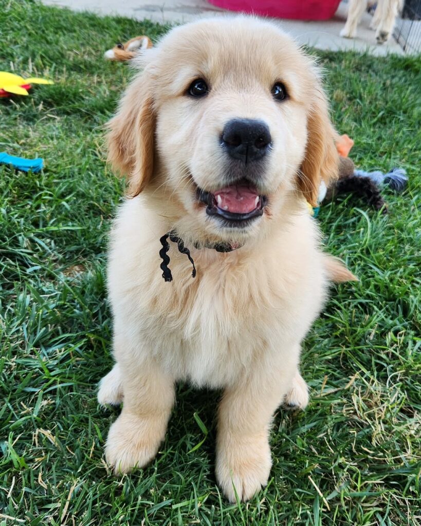 dreamgoldenretrievers 20250821 0001