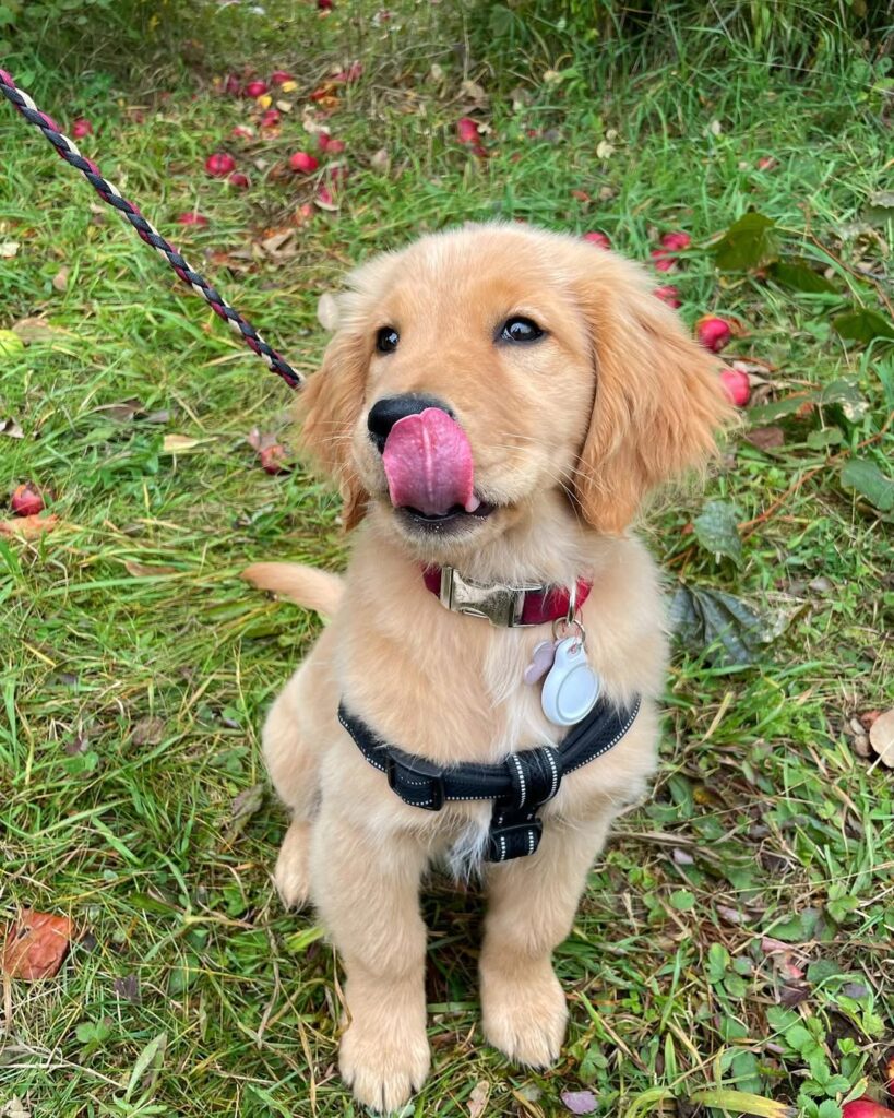 goldengirl.mags 20250816 0001 (2)
